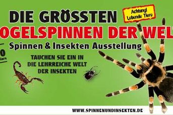 Spinnen- und Insekten Ausstellung
